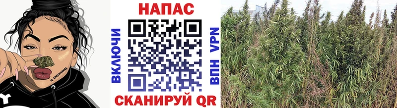 Канабис OG Kush Купить Оханск